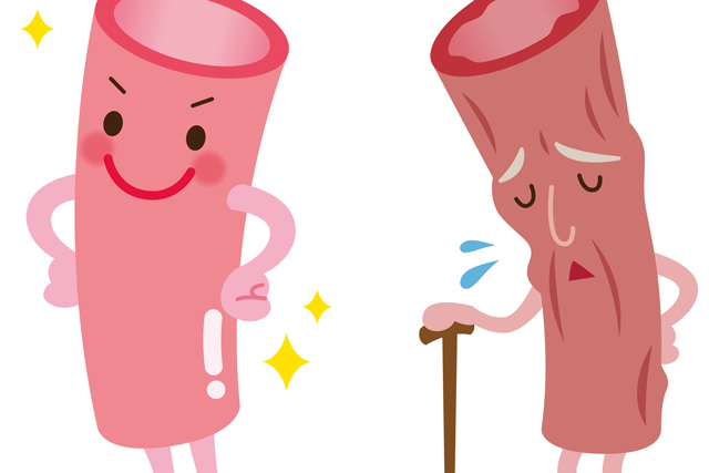 酵素と血管年齢 改善のヒント