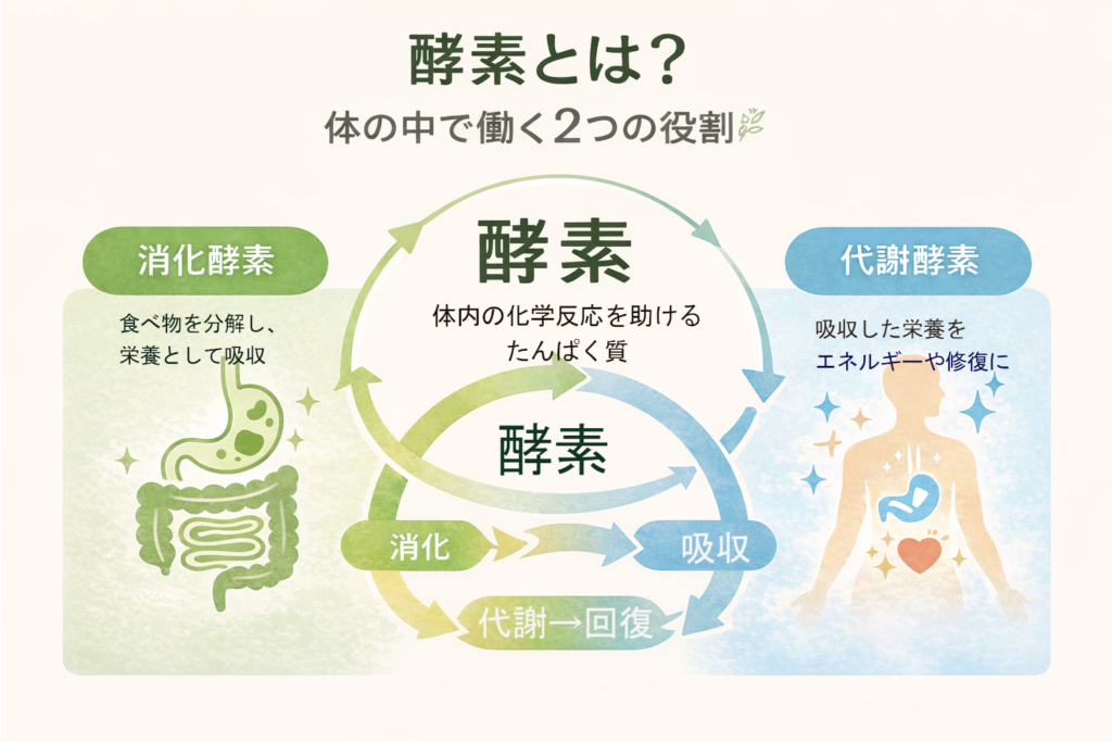 50代で「疲れが取れない…」その原因は?体の内側から整える5つの対策 5 酵素のちから 酵素とは?