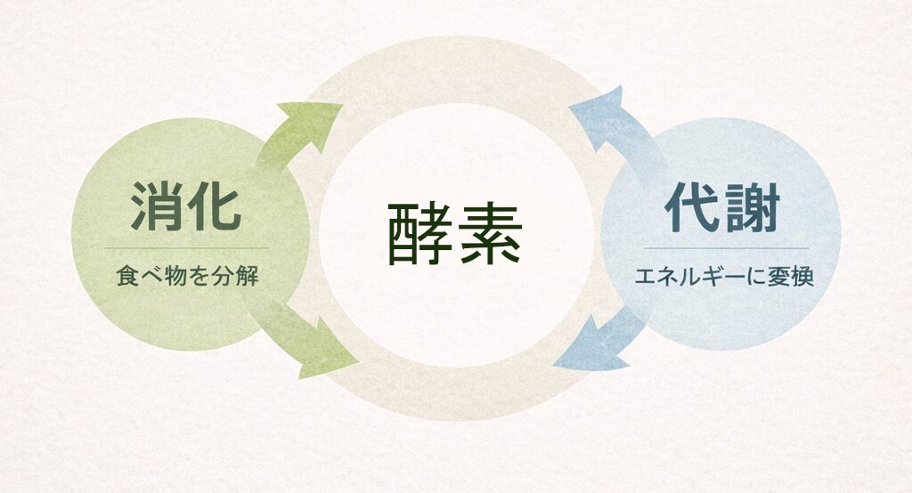 消化酵素と代謝酵素の違いとは?40代から知っておきたい酵素の基本 5 酵素のちから 消化酵素と代謝酵素の違い