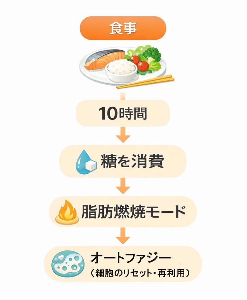 50代女性の16時間ダイエットの流れ