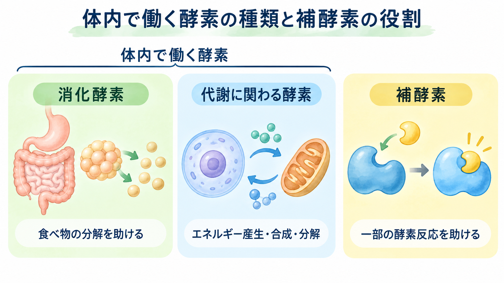 消化酵素・代謝に関わる酵素・補酵素の役割を示す図