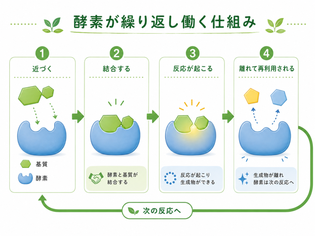 酵素が基質と統合し、反応後も次の反応に繰り返し関わる仕組みを示す図