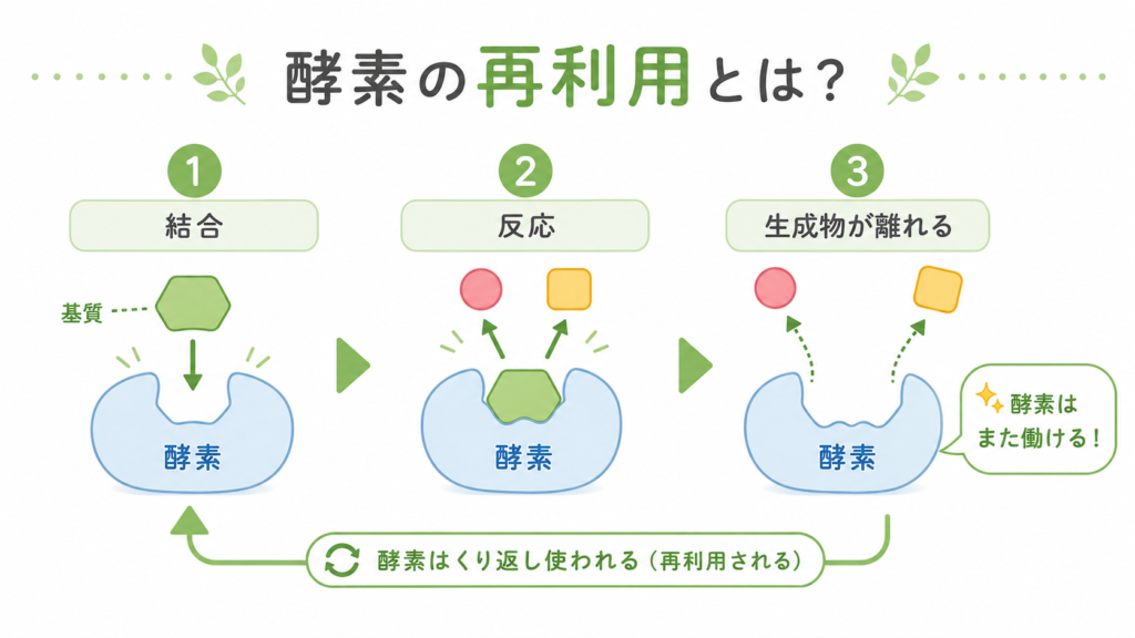 酵素が反応後も繰り返し働ける「再利用」の仕組みを示す図