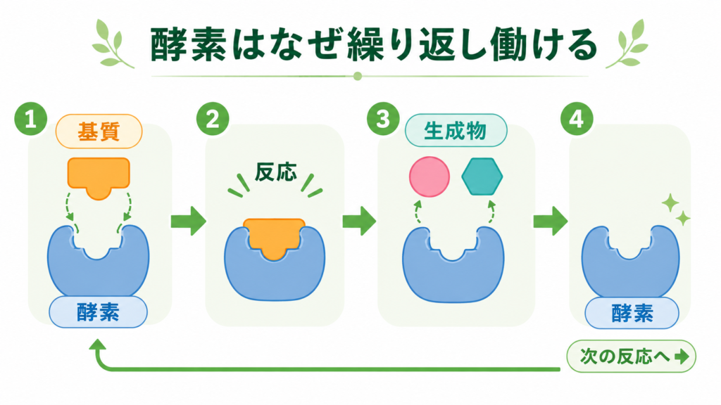 酵素が基質と反応したあとも繰り返し働ける仕組みを示す図
