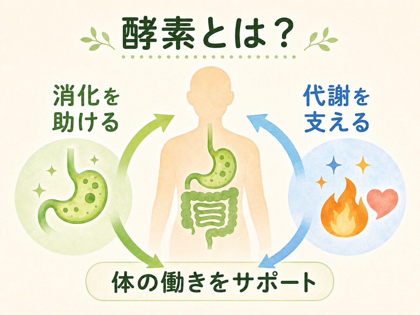 酵素が消化と代謝を支える仕組みの図解