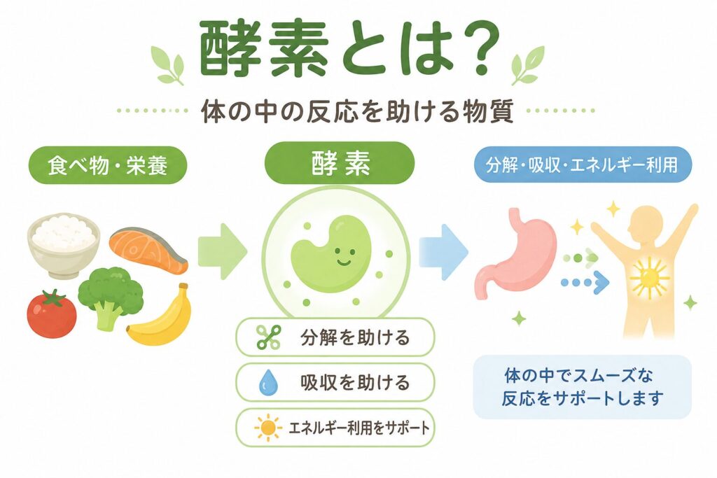 酵素について説明した図