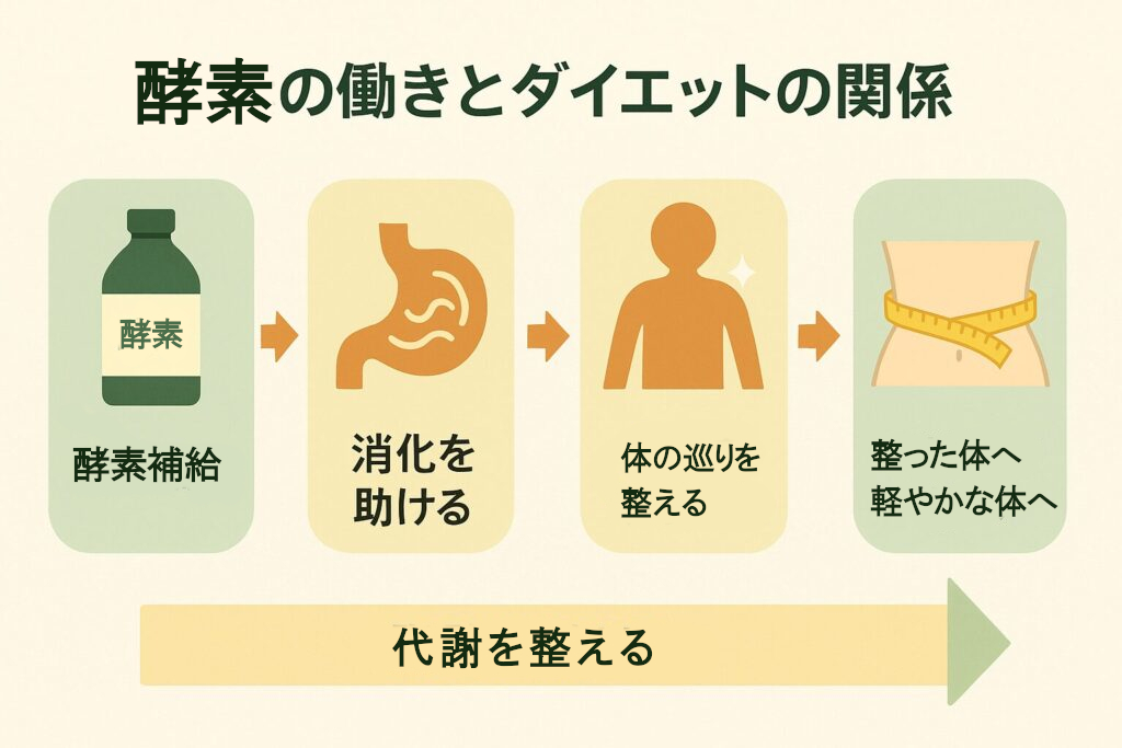 中高年の酵素ダイエット|なぜ痩せにくくなる?痩せにくくなった体を無理なく整える5つの習慣 4 酵素のちから 酵素の働きとダイエットの関係を表している図
