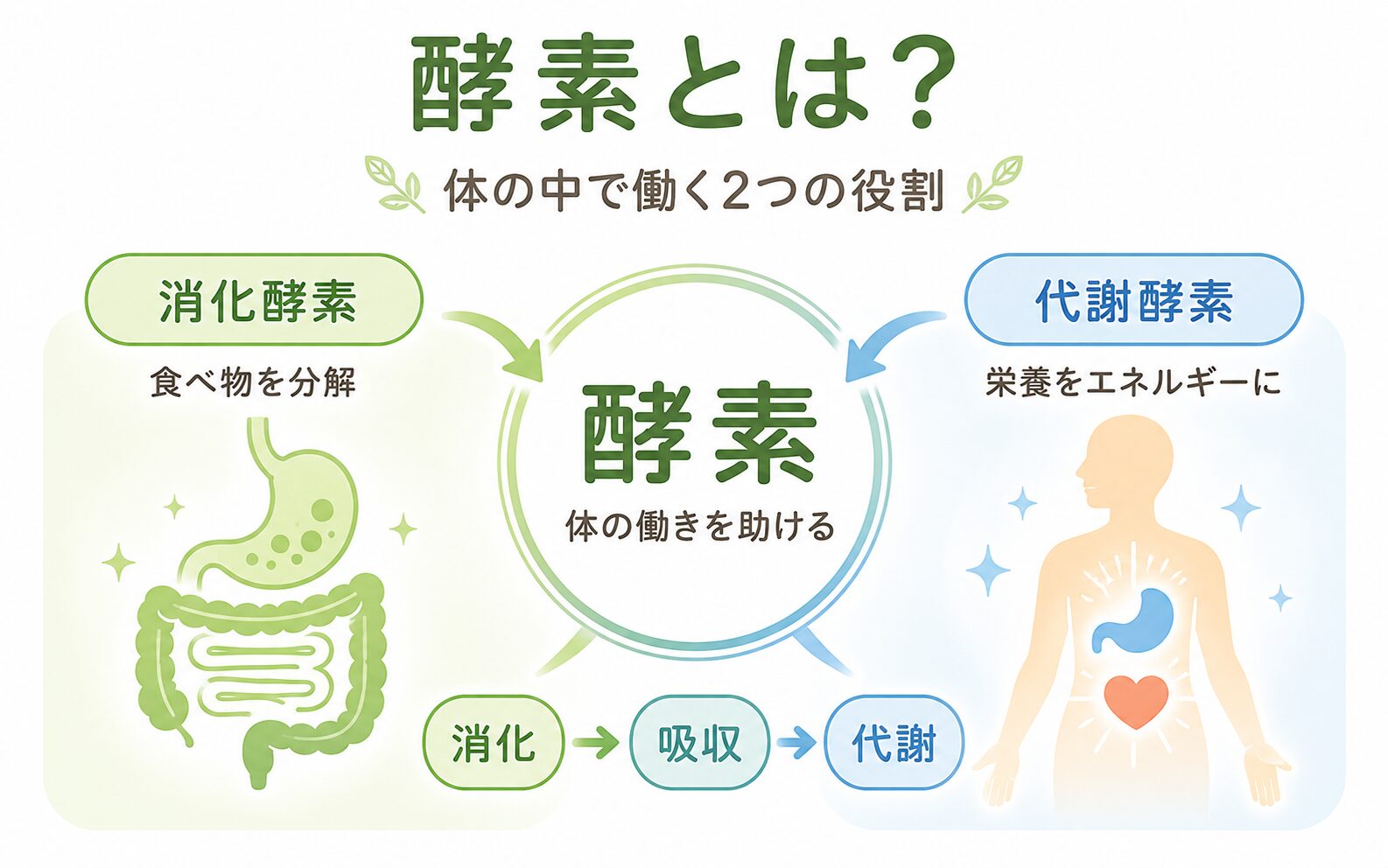 40代から知っておきたい酵素の基礎知識|体の変化と向き合う5つの習慣 2 酵素のちから 酵素とは