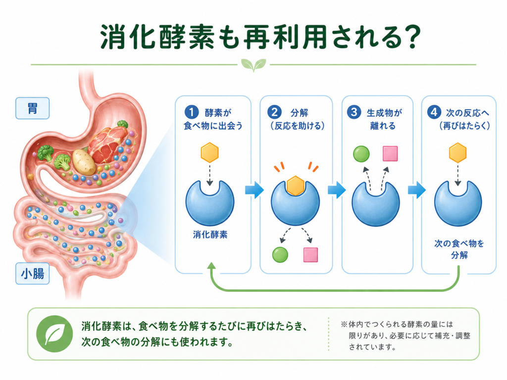 消化酵素が食べ物を分解し、反応後も再び働く仕組みを示す図