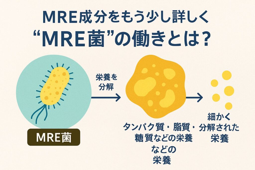 MREビオスの効果は本当?口コミで見えてきた“体の変化”と続け方のポイント(中高年向け) 5 酵素のちから “MRE菌”の働き