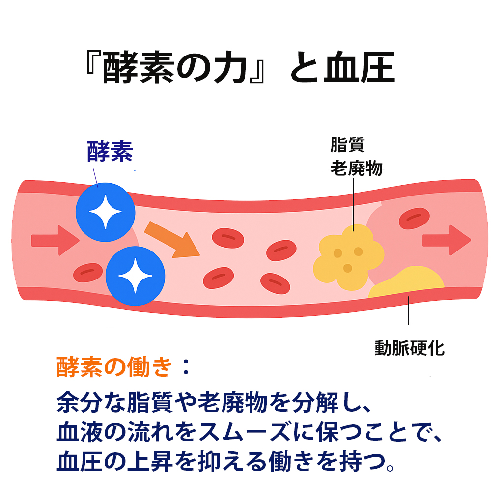 酵素の力と血圧の関係
