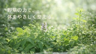 8d11f44c0eee7a6943f86ecaa773dfec 投稿 酵素のちから