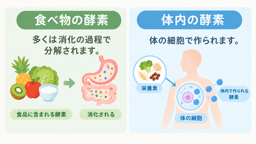 中高年の酵素ドリンクに効果はある?40代・50代が知っておきたい根拠と注意点 2 酵素のちから 食品に含まれる酵素と、体の細胞で作られる酵素の違いを表した図