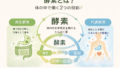 酵素とは?40代から知る体内酵素の基本|不足すると起こる変化も解説 28 酵素のちから kouso 投稿 酵素のちから