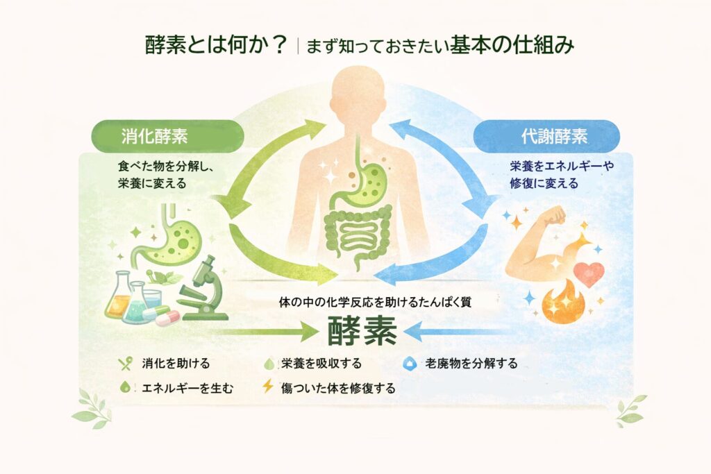 酵素とは何かを図解｜消化酵素と代謝酵素の基本仕組み