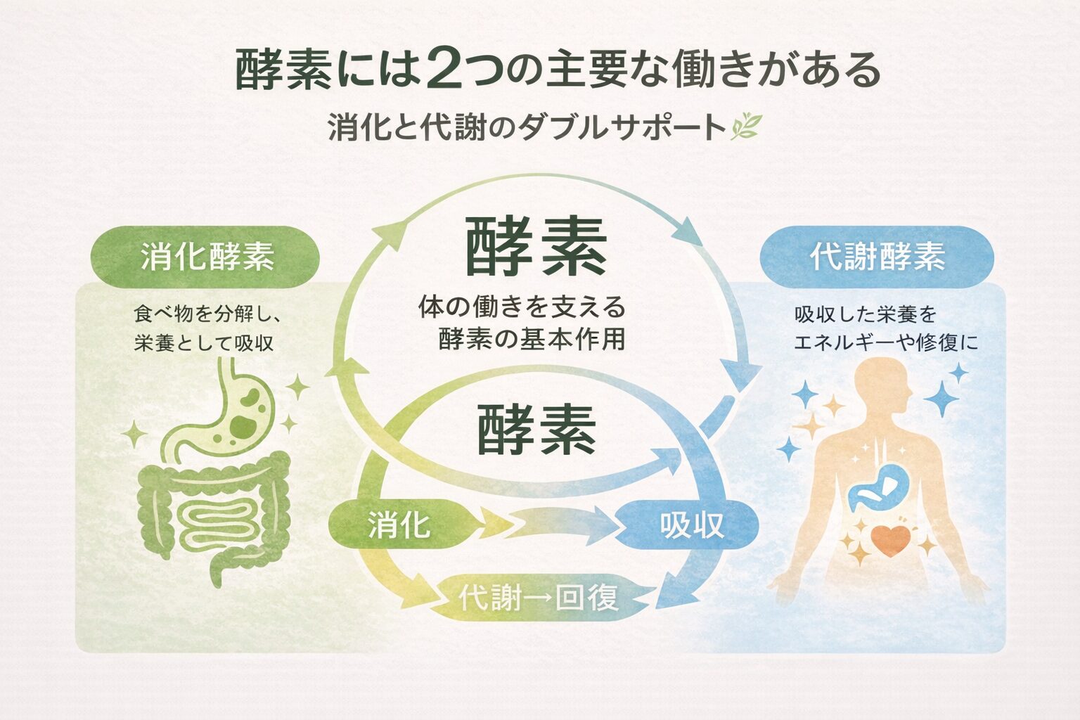 消化酵素と代謝酵素の働きを示した酵素の図解