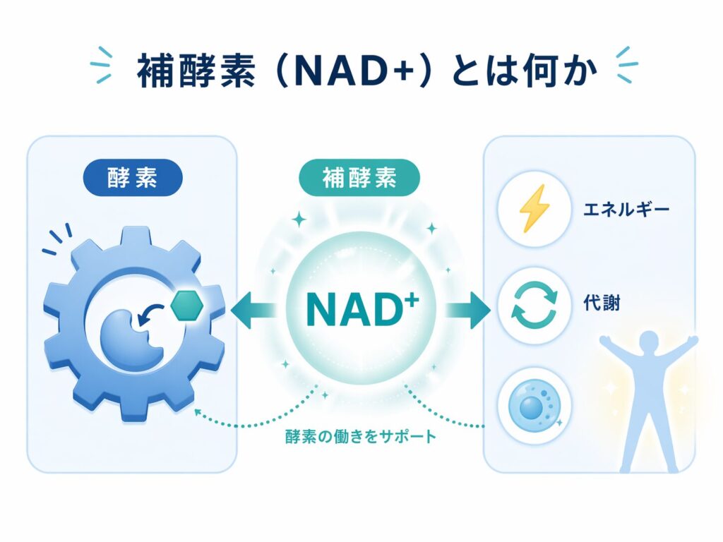 補酵素（NAD+）とは何か