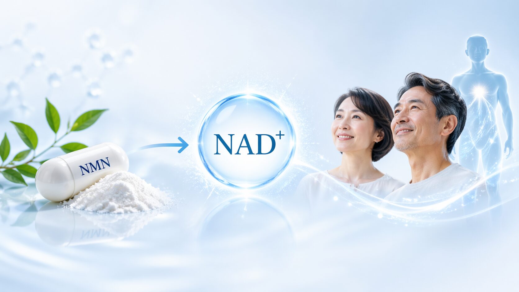 NAD+とは何？