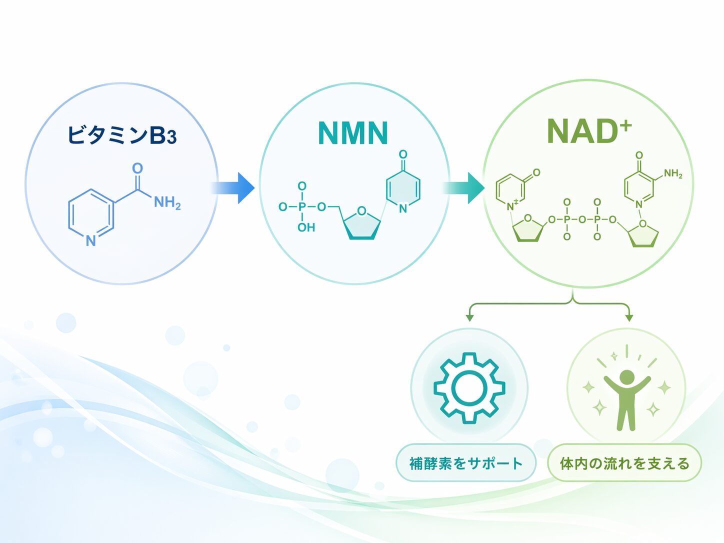NMNとは?期待される働きをわかりやすく解説|初心者向けに基本から紹介 3 酵素のちから NMNと補酵素(NAD+)の関係