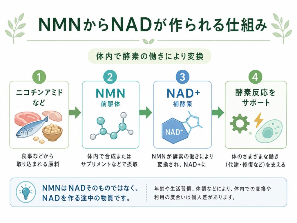 NMNからNADが作られる仕組みを表す図