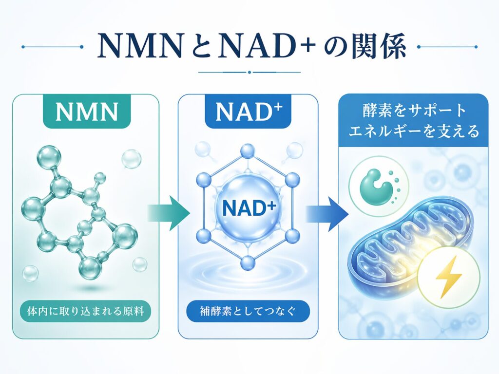 NMNとNAD+の関係