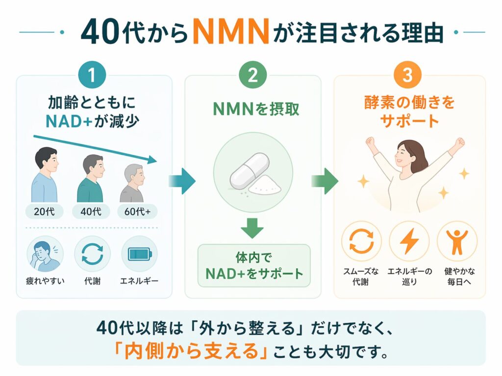 NMNとは?酵素との違いをわかりやすく解説|体内での役割も紹介 3 酵素のちから NMNが注目される理由
