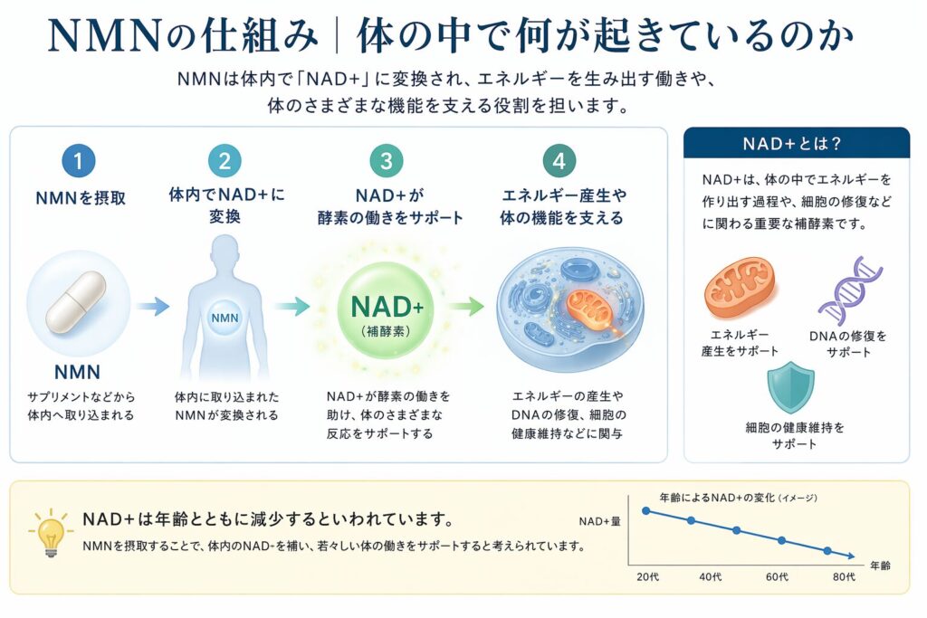 NMNの仕組み