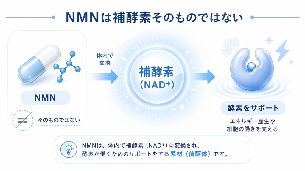 NMNは酵素そのものではない