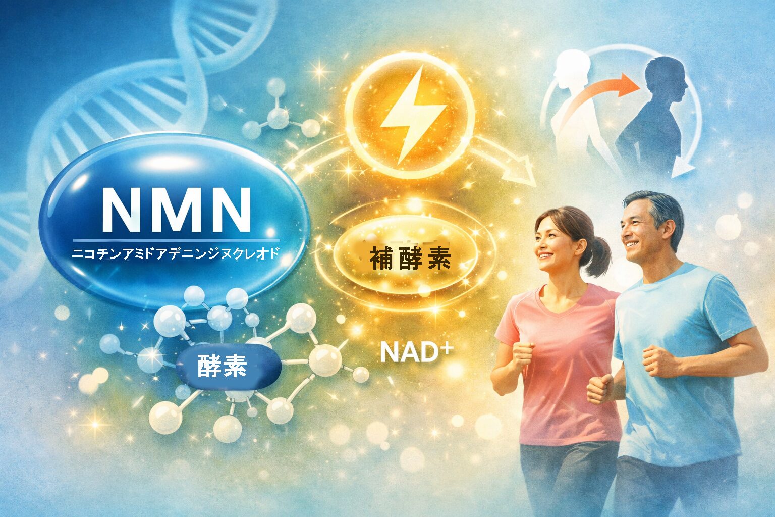 NMN 補酵素とは？