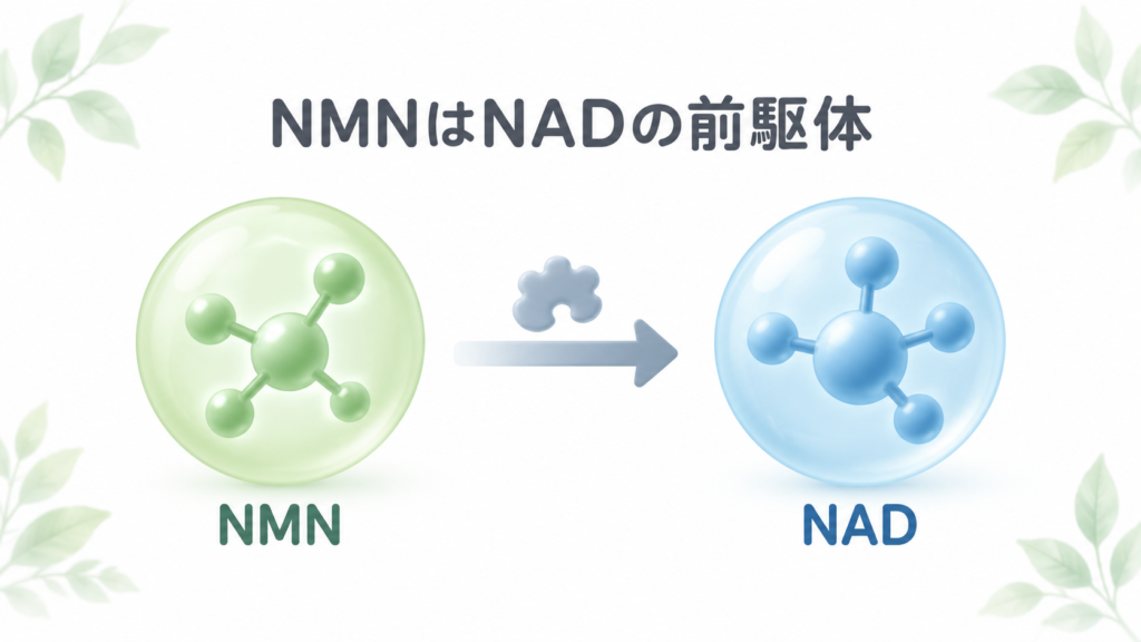 NMNがNADの前駆体である関係を示す図