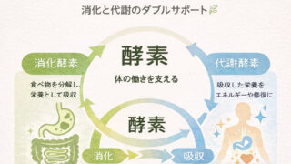 kouso3 1 投稿 酵素のちから