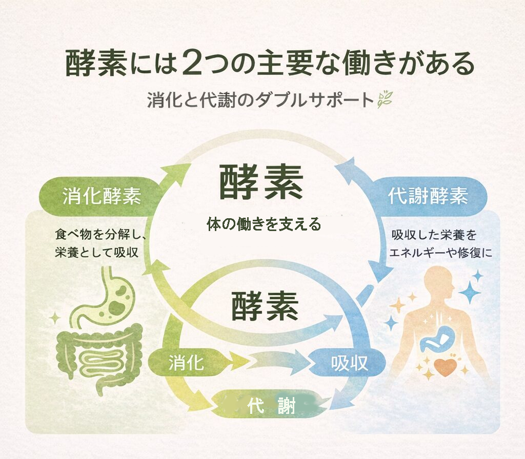 消化酵素と代謝酵素