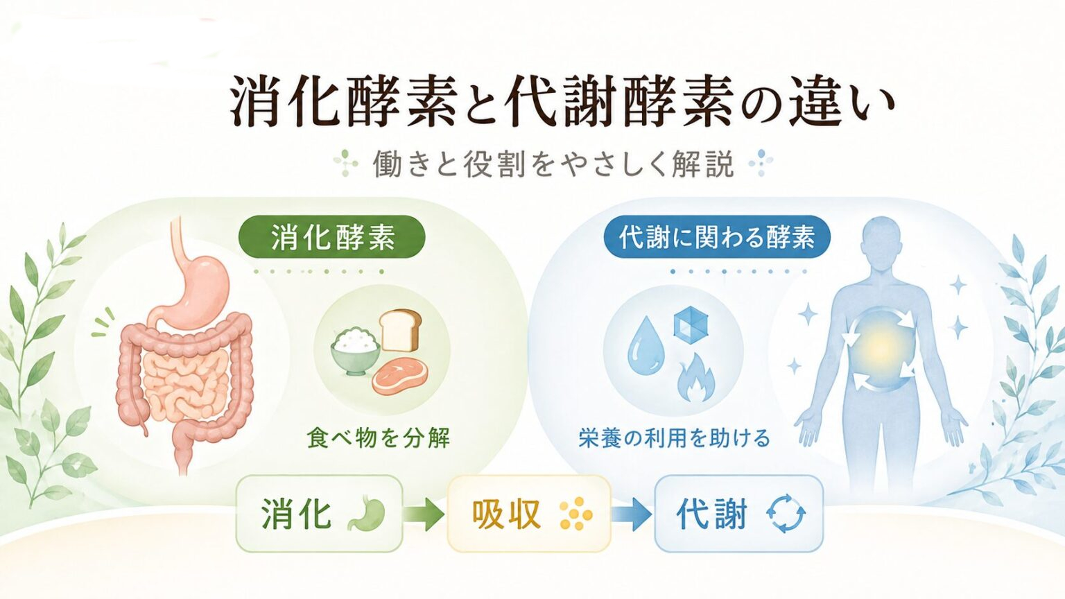 消化酵素と代謝に関わる酵素の違いを示す図