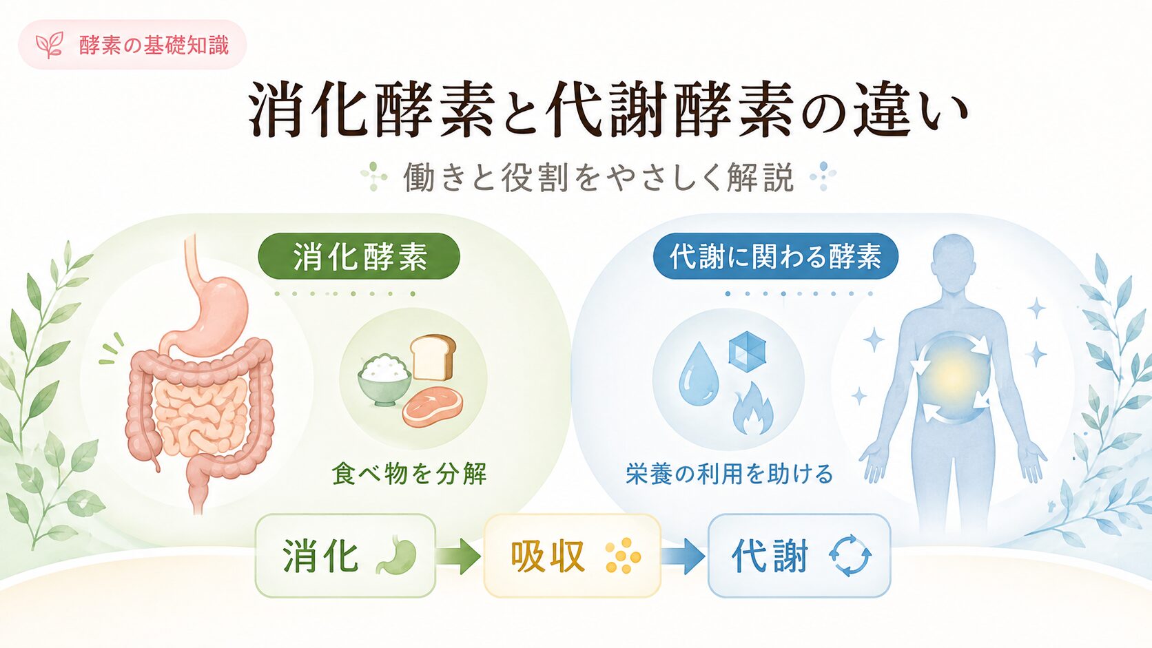 消化酵素と代謝酵素の違いを示す図