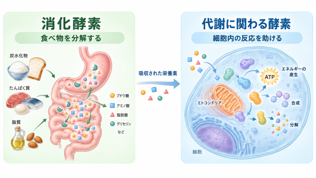 消化酵素と代謝に関わる酵素の働きの違いを示す図