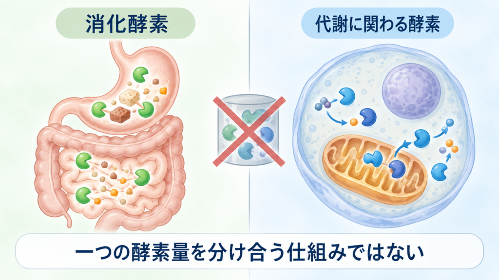 消化酵素と代謝に関わる酵素が一つの酵素量を分け合う仕組みではないことを示す図