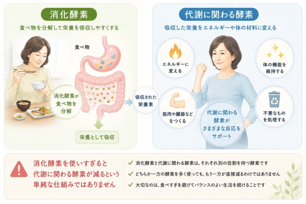 消化酵素と代謝に関わる酵素の関係を示す図