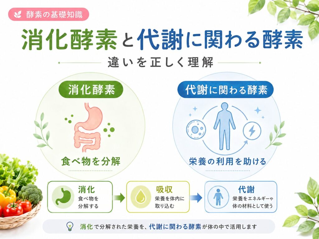 消化酵素と代謝に関わる酵素の違いを示す図