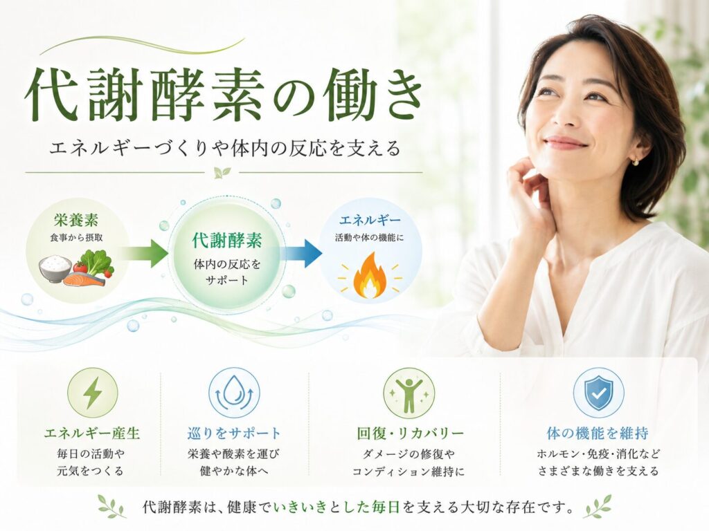 消化酵素と代謝酵素の違いとは?40代から知っておきたい酵素の基本 4 酵素のちから 代謝酵素の働き