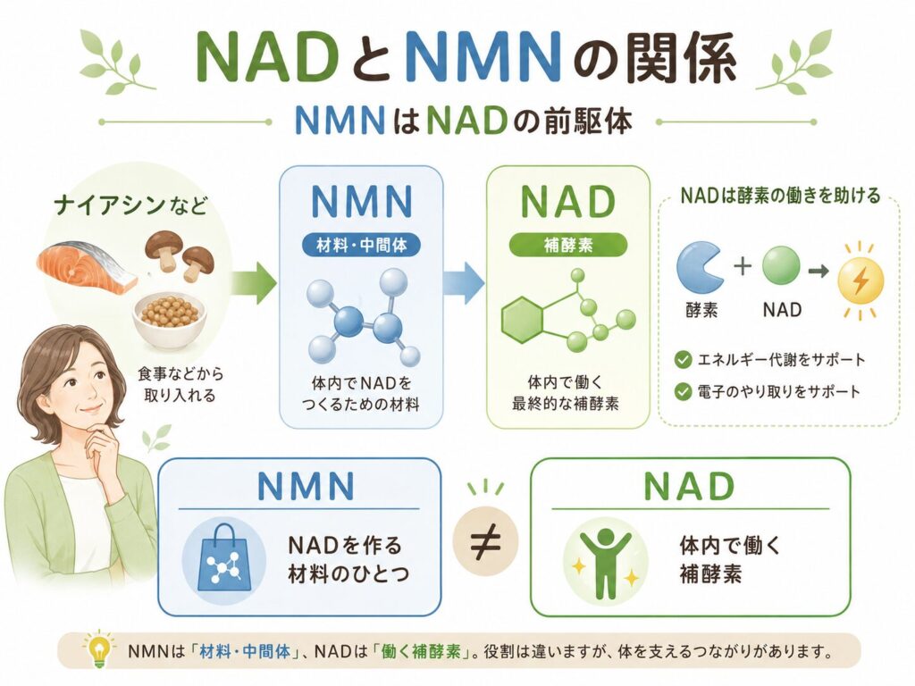 補酵素とは?酵素との違い・種類とビタミンとの関係をわかりやすく解説 8 酵素のちから NADとNMNの関係を示す図