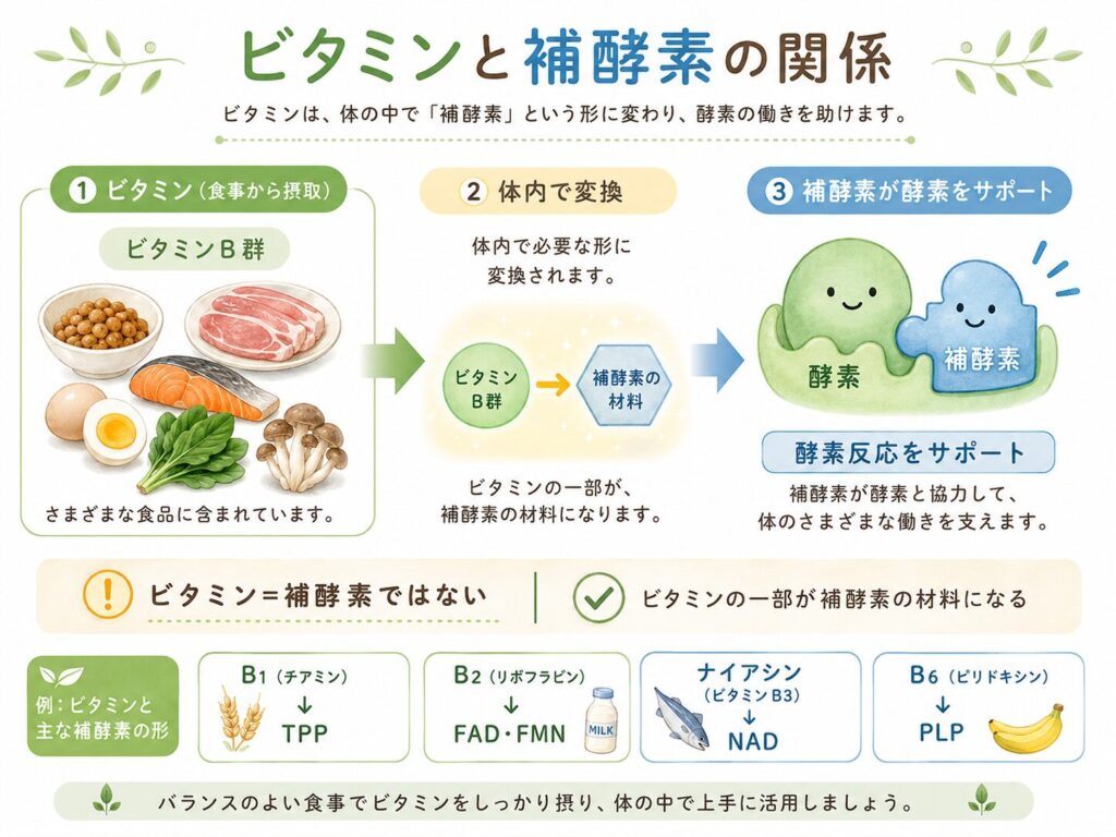 補酵素とは?酵素との違い・種類とビタミンとの関係をわかりやすく解説 6 酵素のちから ビタミンと補酵素の関係を示す図