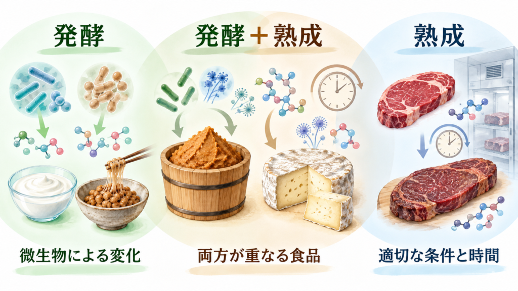 発酵と熟成の違いと、味噌やチーズでは両方が重なって進むことを示した図