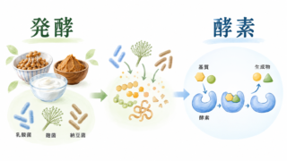 hakkou kous 投稿 酵素のちから