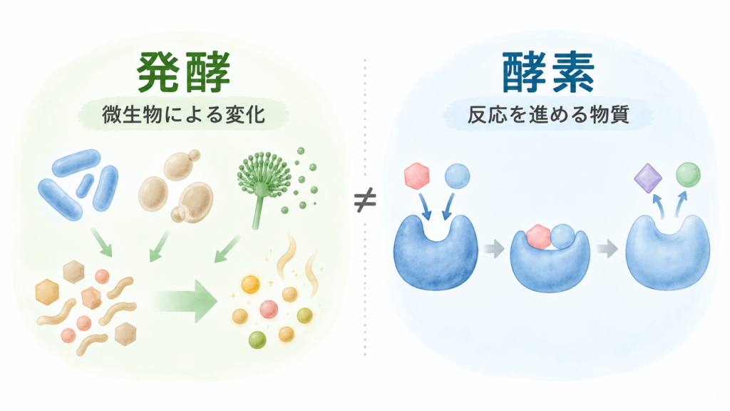 発酵は微生物による変化、酵素は化学反応を進める物質であることを比較した図