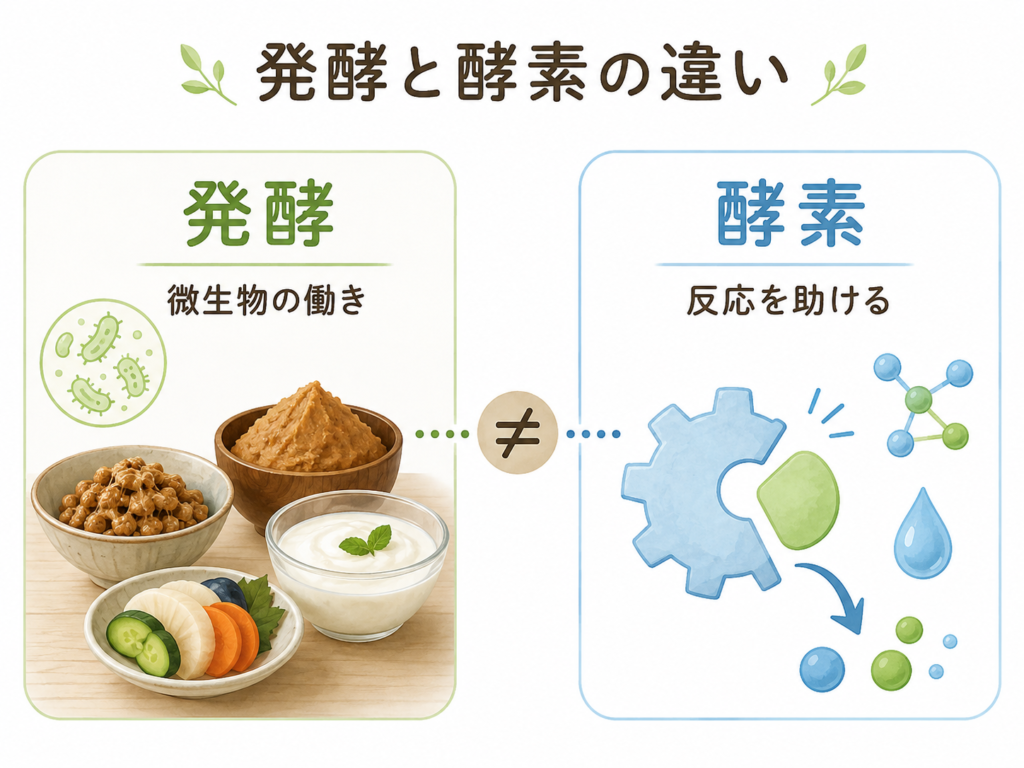 発酵と酵素の違いを示す図