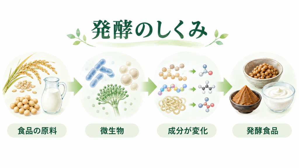 食品の原料が微生物の働きで変化し、発酵食品になる流れを示した図