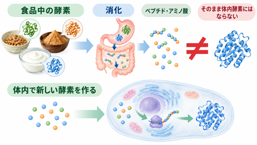 食品中の酵素は消化され、アミノ酸などを材料に体内で新しい酵素が作られる流れを示した図