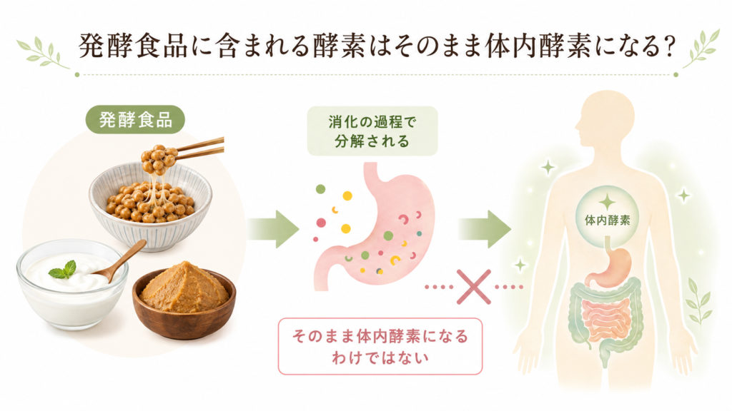 発酵食品の酵素が消化され、そのまま体内酵素にはならないことを示す図