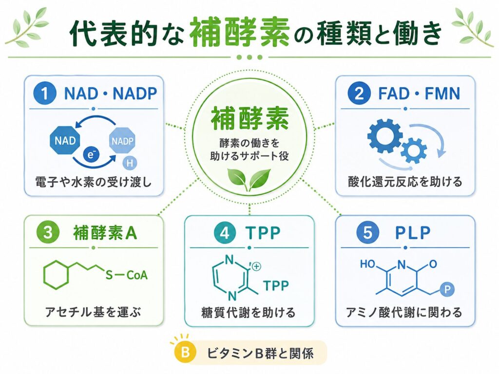 補酵素とは?酵素との違い・種類とビタミンとの関係をわかりやすく解説 5 酵素のちから 代表的な補酵素の種類と働きを示す図