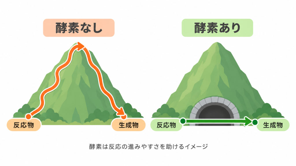 酵素なし＝高い山を登る道、酵素あり＝山の下を通るトンネル